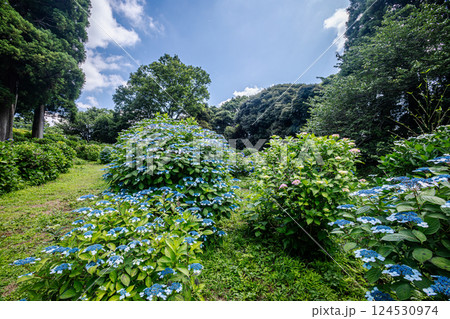 雨あがる明るい空の下、それぞれに華麗な花を咲かせる。 雨あがる明るい空の下、それぞれに華麗な花を咲かせる。 124530974