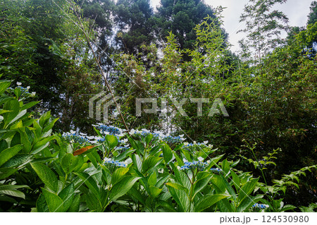 雨あがる明るい空の下、それぞれに華麗な花を咲かせる。 雨あがる明るい空の下、それぞれに華麗な花を咲かせる。 124530980