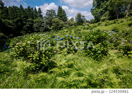雨あがる明るい空の下、それぞれに華麗な花を咲かせる。 124530981
