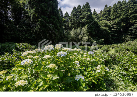 雨あがる明るい空の下、それぞれに華麗な花を咲かせる。 124530987