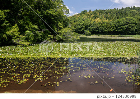 雨あがる明るい空の下、それぞれに華麗な花を咲かせる。 124530999