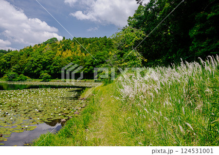 雨あがる明るい空の下、それぞれに華麗な花を咲かせる。 124531001