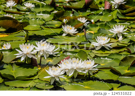 雨あがる明るい空の下、それぞれに華麗な花を咲かせる。 124531022