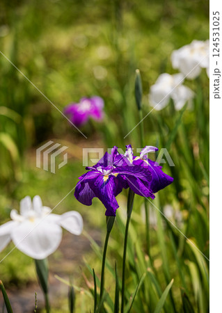 雨あがる明るい空の下、それぞれに華麗な花を咲かせる。 雨あがる明るい空の下、それぞれに華麗な花を咲かせる。 124531025