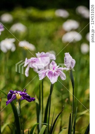 雨あがる明るい空の下、それぞれに華麗な花を咲かせる。 124531026