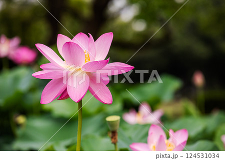 雨あがる明るい空の下、それぞれに華麗な花を咲かせる。 124531034