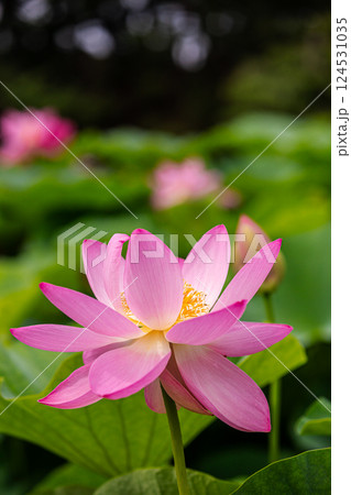 雨あがる明るい空の下、それぞれに華麗な花を咲かせる。 124531035