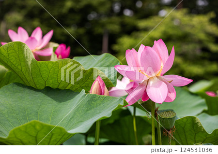 雨あがる明るい空の下、それぞれに華麗な花を咲かせる。 雨あがる明るい空の下、それぞれに華麗な花を咲かせる。 124531036