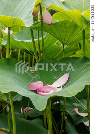 雨あがる明るい空の下、それぞれに華麗な花を咲かせる。 124531039