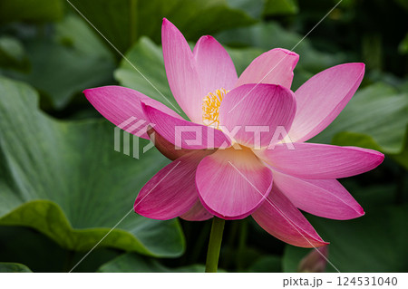 雨あがる明るい空の下、それぞれに華麗な花を咲かせる。 124531040