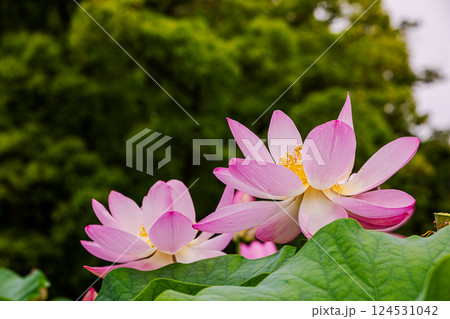 雨あがる明るい空の下、それぞれに華麗な花を咲かせる。 124531042