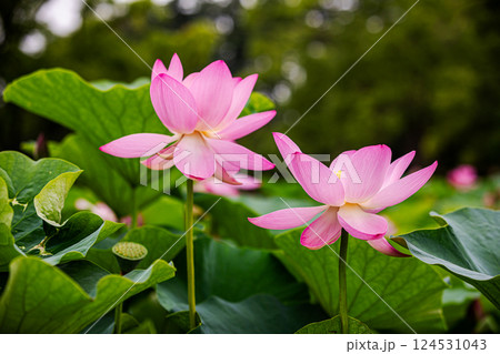 雨あがる明るい空の下、それぞれに華麗な花を咲かせる。 124531043