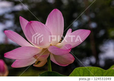 雨あがる明るい空の下、それぞれに華麗な花を咲かせる。 124531049