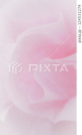 Soft Pink Petals Abstract Floral Close Up for Elegant Backgrounds Branding Invitations and Wallpapers 124531274