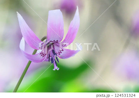 カタクリの花 124531324