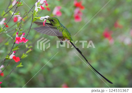 コミドリフタオハチドリ 124531367