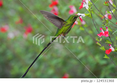 コミドリフタオハチドリ 124531368