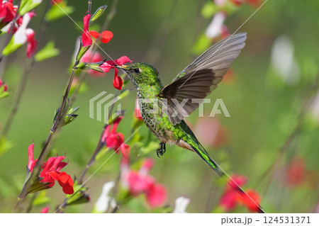 コミドリフタオハチドリ コミドリフタオハチドリ 124531371