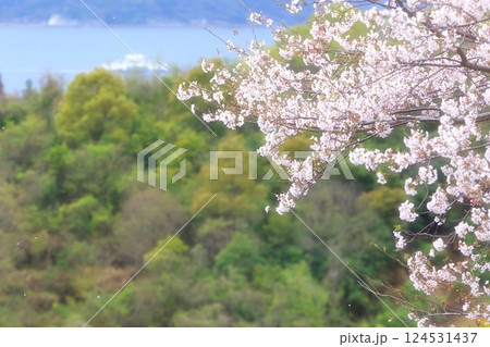 桜と海 124531437