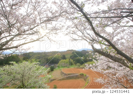 桜とジャガイモ畑 124531441