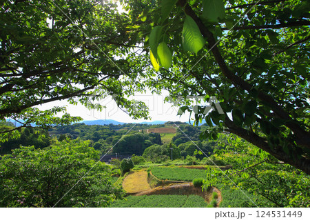 ジャガイモ畑がある長閑な風景 124531449
