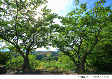 緑が豊かな初夏の田園風景 緑が豊かな初夏の田園風景 124531450