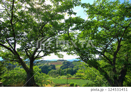 緑が豊かな初夏の田園風景 緑が豊かな初夏の田園風景 124531451