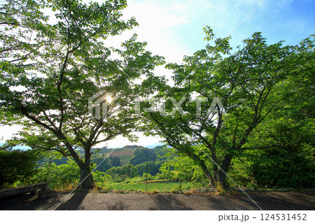 緑が豊かな初夏の田園風景 124531452