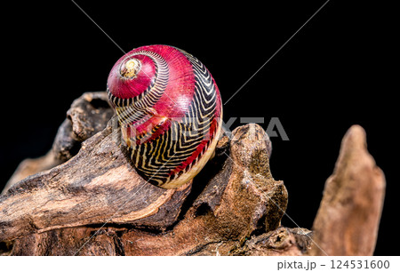 Colorful Nerite Shell on Driftwood Colorful Nerite Shell on Driftwood 124531600