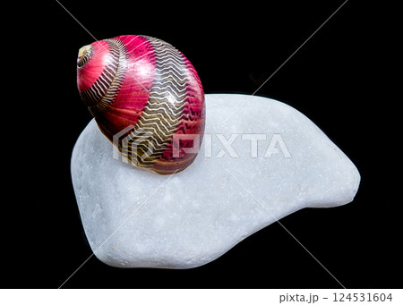 Colorful Nerite Shell on White Stone Colorful Nerite Shell on White Stone 124531604