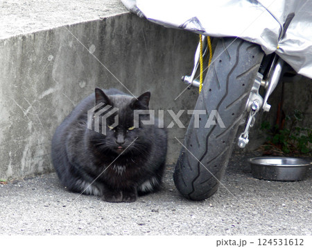 黒猫 黒猫 124531612