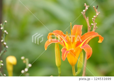 ユリに似たオレンジ色の花　ノカンゾウ 124531699