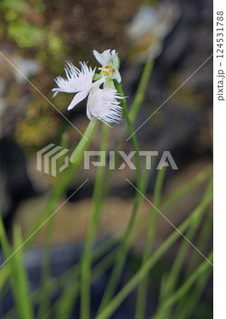 サギソウ サギソウ 124531788