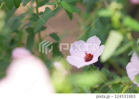 むくげに似た花　アニソドンテア　カペンシス　 124531863