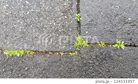 割れ目から春の雑草の生える雨上がりの古い道路の路面 割れ目から春の雑草の生える雨上がりの古い道路の路面 124531957