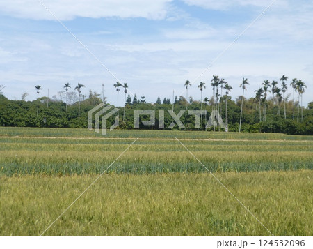 景色 風景 農耕 124532096
