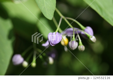 ソラヌムの花の蕾 ソラヌムの花の蕾 124532116