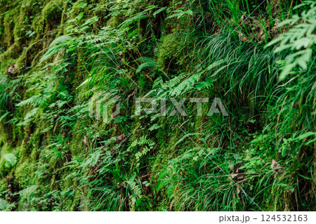 手つかずの自然の森のイメージ写真 124532163