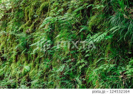 手つかずの自然の森のイメージ写真 手つかずの自然の森のイメージ写真 124532164