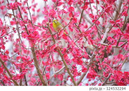 赤いウメの花とメジロ 赤いウメの花とメジロ 124532294