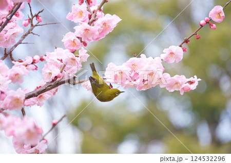 梅の花の蜜を吸うメジロ 124532296