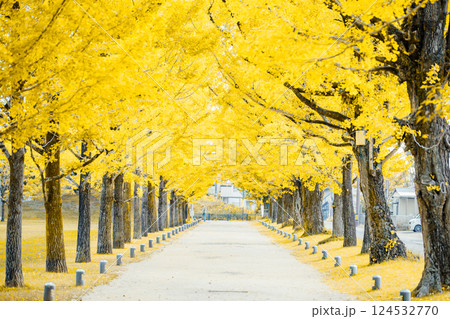 ＜学びの森＞イチョウのトンネル 124532770