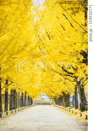 <学びの森>イチョウのトンネル <学びの森>イチョウのトンネル 124532771