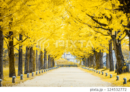 ＜学びの森＞イチョウのトンネル 124532772