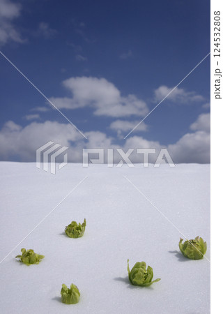 残雪に蕗の薹 春のイメージ写真 残雪に蕗の薹 春のイメージ写真 124532808