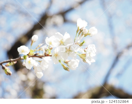 桜の花と若葉 桜の花と若葉 124532864