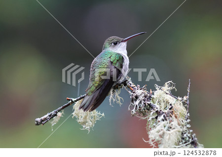 アオシロエメラルドハチドリ アオシロエメラルドハチドリ 124532878