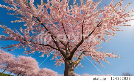 一本の大きな桜の木が満開に咲いている 124532928