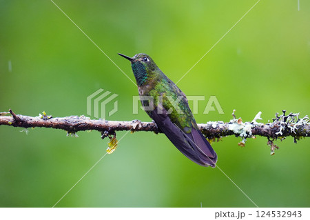 エメラルドテリオハチドリ 124532943