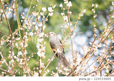 ウメの蜜を吸うヒヨドリ 124533005